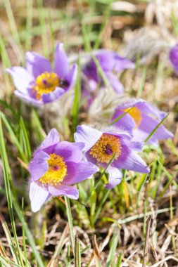 NP Podyji 'de çukur, Çek Cumhuriyeti