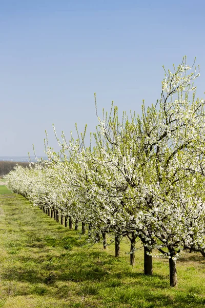 Blooming fruit orchard — Stock Photo, Image