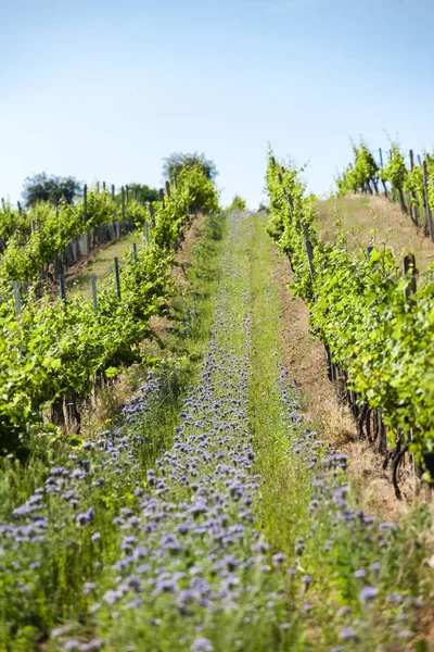 Vineyards near Velke Bilovice, Czech Republic — Stock Photo, Image