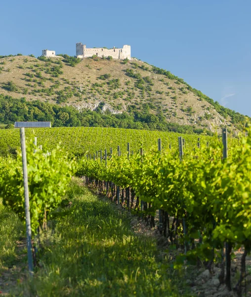 Weinberge, Burg devicky, Palava, Mähren Region, tschechische republi — Stockfoto