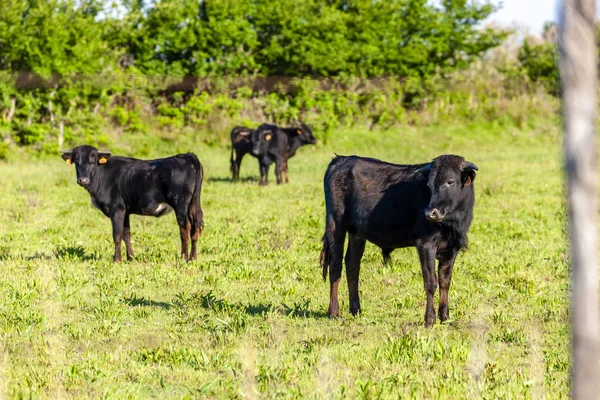 Taurus, Camargue, Provenza, Francia — Foto de Stock