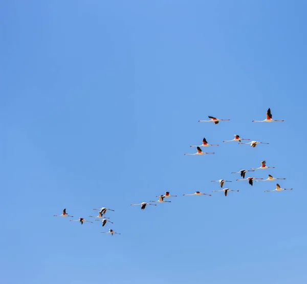 Flamingi, Camargue, Prowansja, Francja — Zdjęcie stockowe