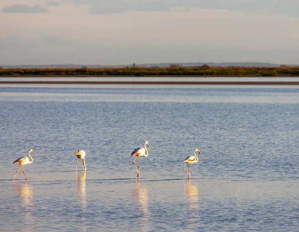 Flamingo 's, Camargue, Provence, Frankrijk — Stockfoto