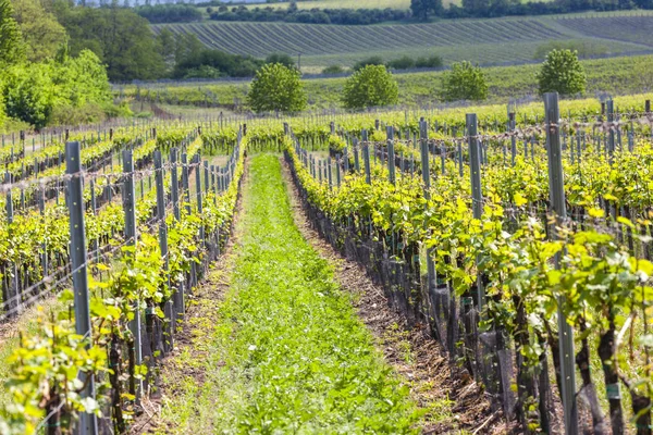 Vineyards, Palava, Moravia region, Czech Republic — Stock Photo, Image