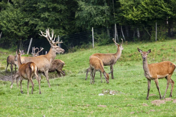 Zwierzę leśne, Styria, Austria — Zdjęcie stockowe