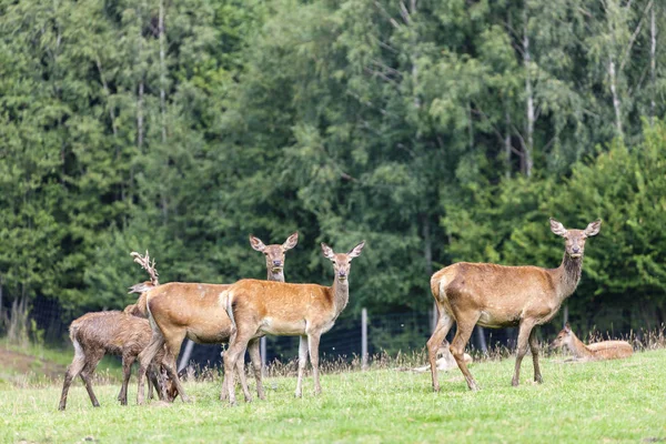 Animales forestales, Estiria, Austria — Foto de Stock