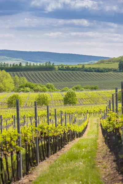 Vignobles, Palava, Moravie, République tchèque — Photo