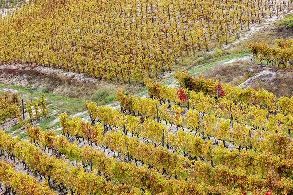 Vinhas de outono na região de Rhona — Fotografia de Stock