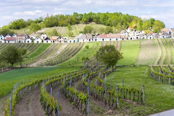 ブドウ畑、Galgenberg、低いオーストリア、オーストリア ワイン セラーズ — ストック写真