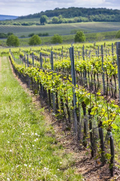 Viñedos, Palava, Región de Moravia, República Checa — Foto de Stock