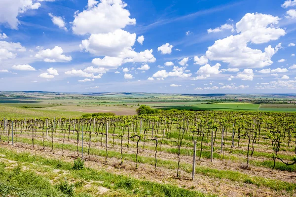 Vinhas, Palava, região da Morávia, República Checa — Fotografia de Stock