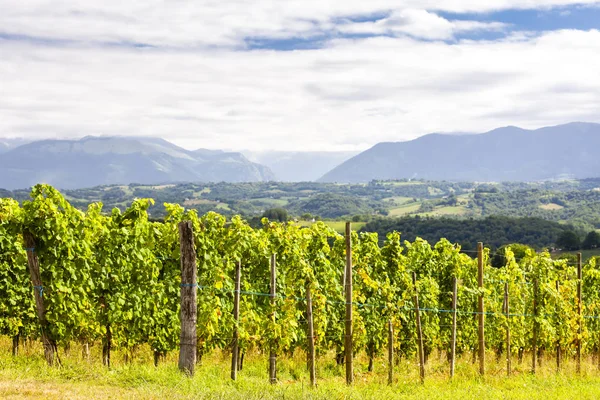 Weinberg, Jurancon, Frankreich — Stockfoto