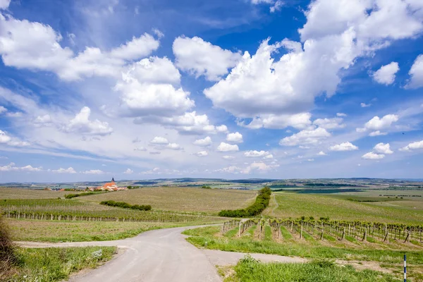 Szőlőültetvények, Palava, Morvaország régió, Cseh Köztársaság — Stock Fotó