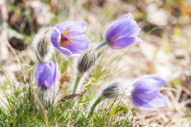 NP Podyji 'de çukur, Çek Cumhuriyeti