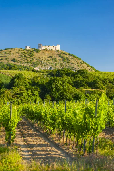 Vineyards, castle Devicky, Palava, Moravia region, Czech Republi — Stock Photo, Image