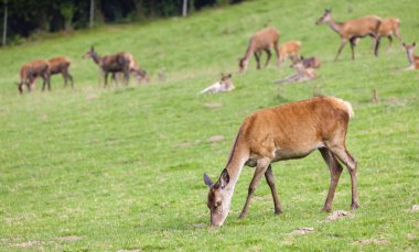 Forest Animal, Styria, Avusturya