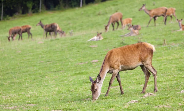 Zwierzę leśne, Styria, Austria — Zdjęcie stockowe
