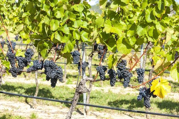 Vineyard, Retz, Austria — Stock Photo, Image