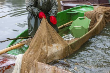 hasat gölet, Çek Cumhuriyeti