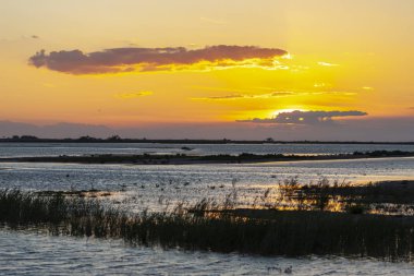 Camargue, Provence, Fransa