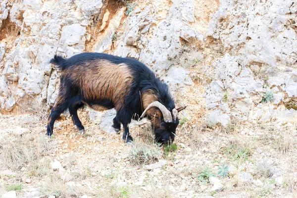 Cabra en Ardeche, Francia — Foto de Stock