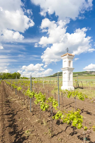 Viñedos, Palava, Región de Moravia, República Checa — Foto de Stock