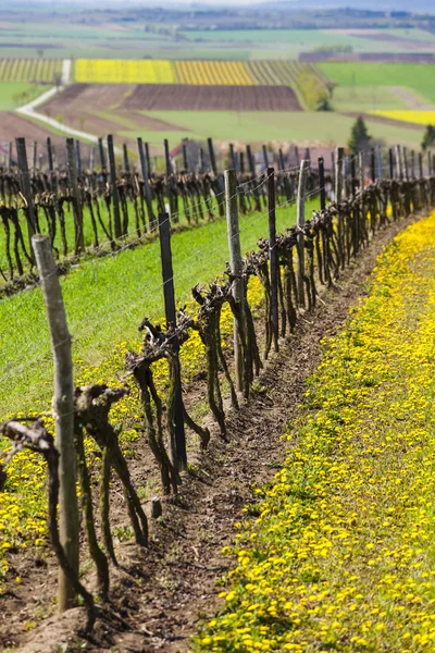 Lente wijngaard in de buurt van Retz, Oostenrijk — Stockfoto