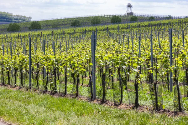 Weinberge, Palava, Region Mähren, Tschechische Republik — Stockfoto