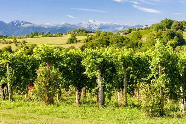 Vigneto, Jurancon, Francia — Foto Stock