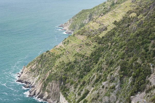Vingårdar på Coast, Cinque Terre, Italien — Stockfoto