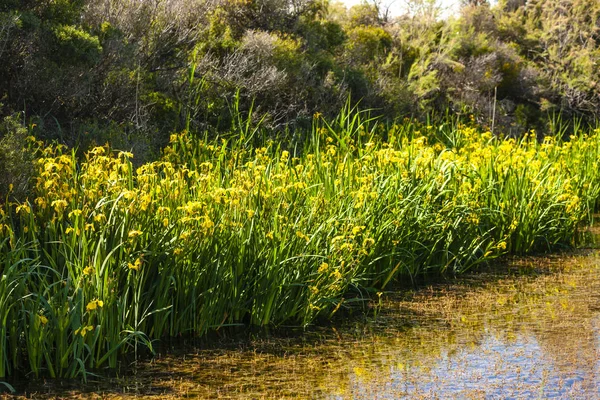 Camargue, Provence, France — Stock Photo, Image