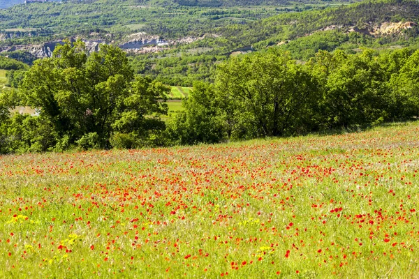 Weide met klaprozen, Provence, Frankrijk — Stockfoto