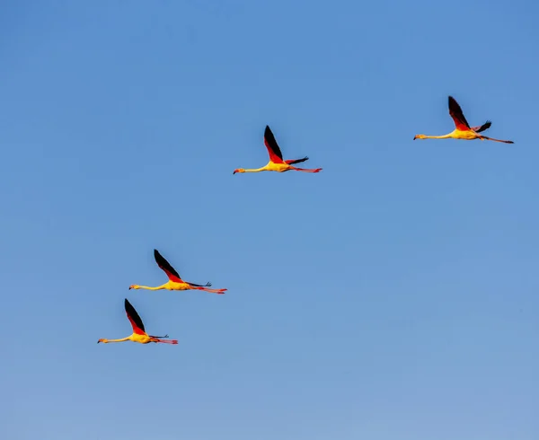 Flamingo 's, Camargue, Provence, Frankrijk — Stockfoto