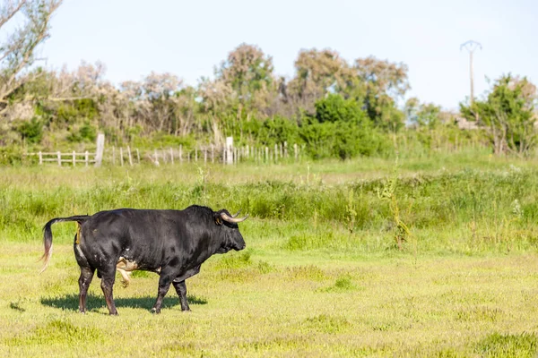 Taurus, Camargue, Provenza, Francia — Foto de Stock