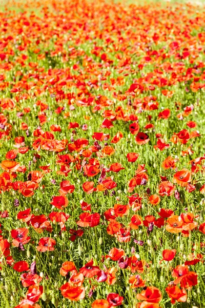 Veld met papaver — Stockfoto