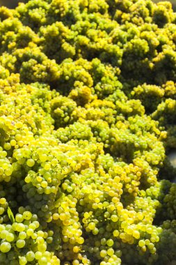 bağ, Retz, Avusturya