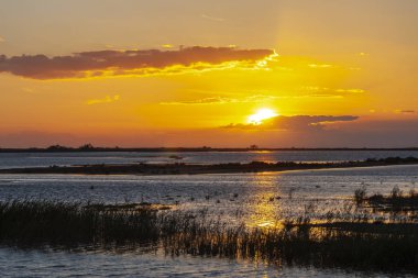 Camargue, Provence, Fransa