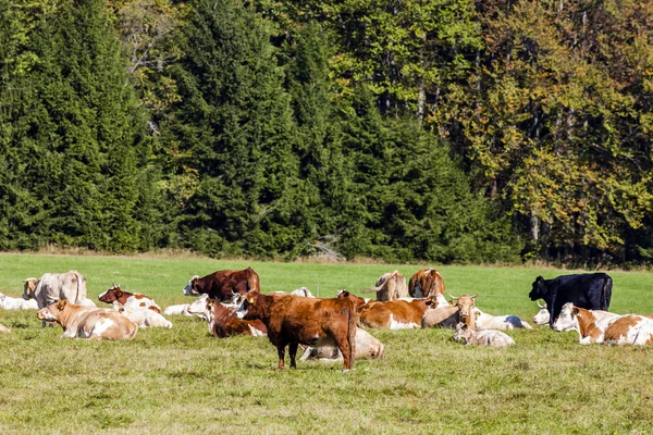 Manada de vacas, Sumava, República Checa — Fotografia de Stock