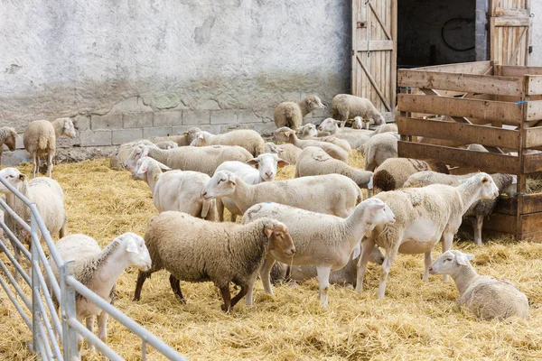 Schapen op de boerderij — Stockfoto