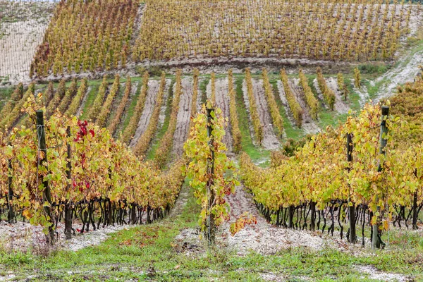 Vignobles d'automne dans la région de Rhona — Photo