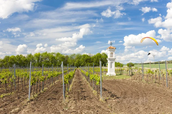 Vineyards, Palava, Moravia region, Czech Republic — Stock Photo, Image