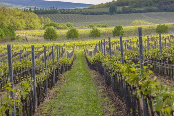 Viñedos, Palava, Región de Moravia, República Checa —  Fotos de Stock