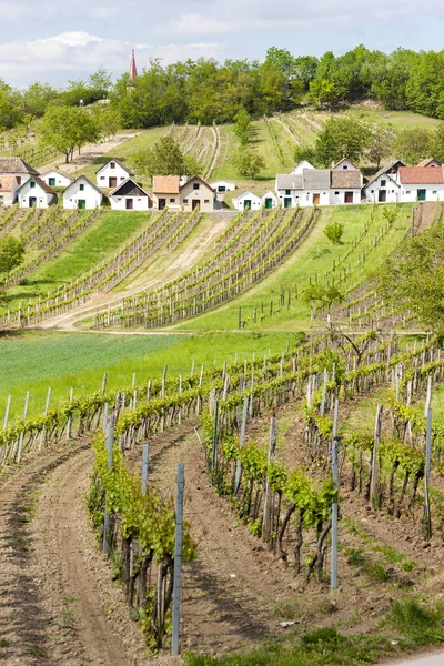 Винные погреба с виноградниками, Гальгенберг, Нижняя Австрия, Австрия — стоковое фото