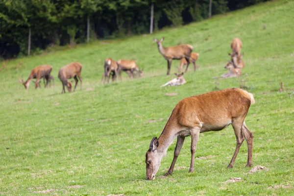 Animales forestales, Estiria, Austria — Foto de Stock