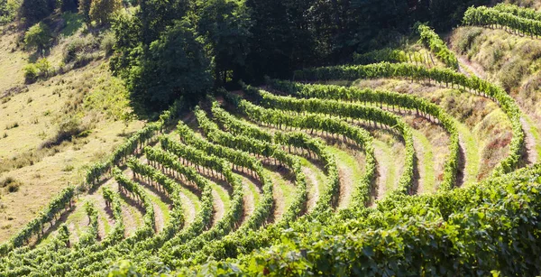 Vineyard, Jurancon, France — Stock Photo, Image