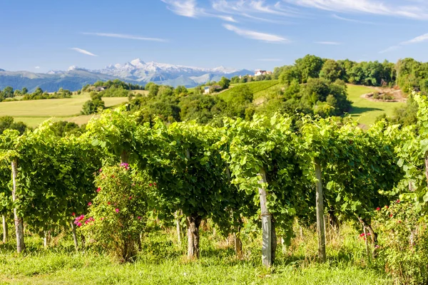 Vigneto, Jurancon, Francia — Foto Stock