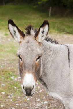 eşek, Alpes de Haute Provence Ayrılışı, Fransa