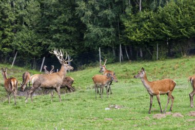 Forest Animal, Styria, Avusturya