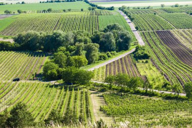 üzüm bağları yakınındaki Velke Bilovice, Çek Cumhuriyeti