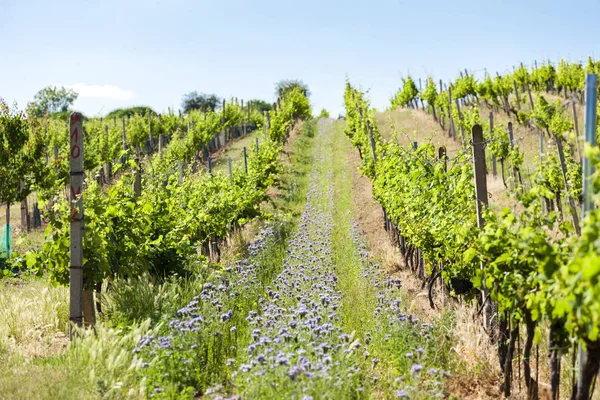 Vignobles près de Velke Bilovice, République tchèque — Photo